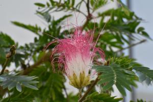 A close-up shot of a flower. The flower has a white base and pink, wispy tendrils.